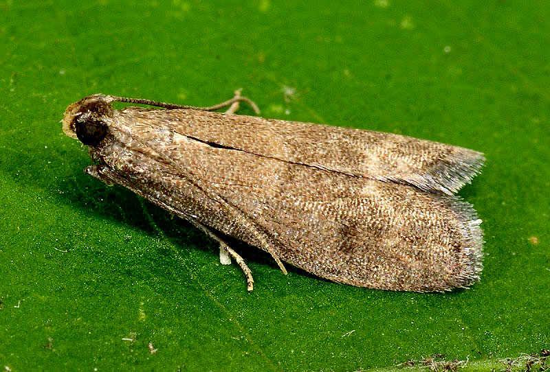 Micro 2 da id. Eccopisa effractella - Pyralidae  (Cfr.)